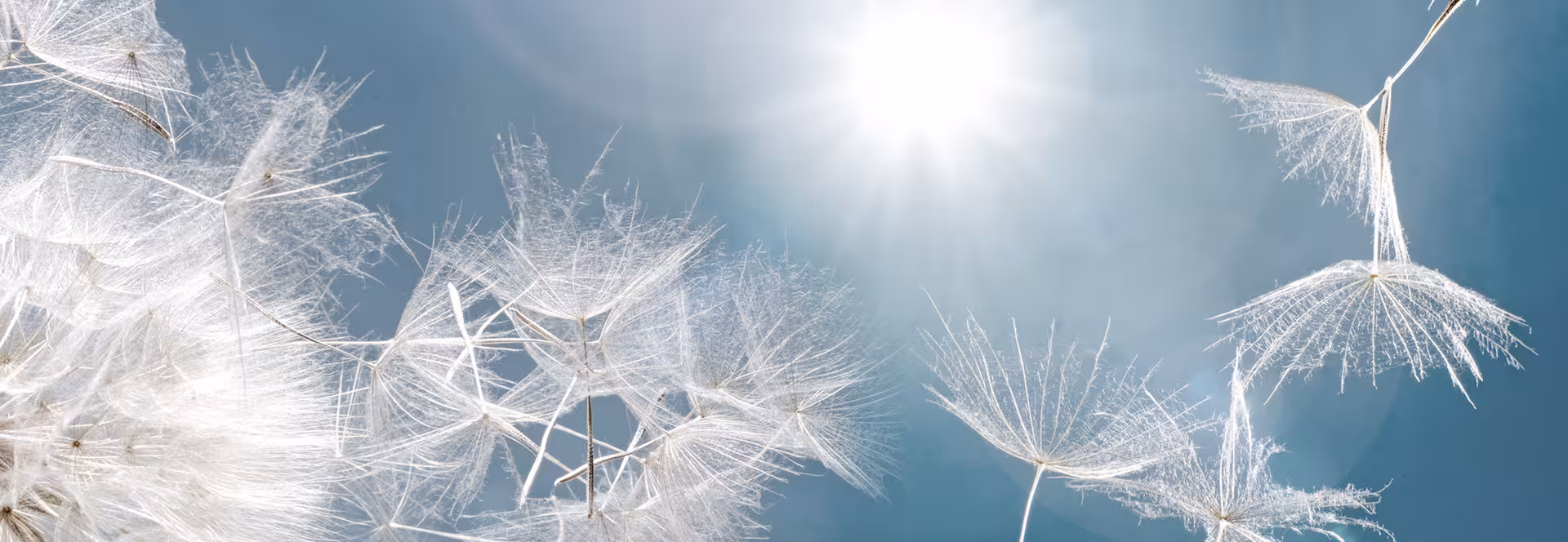 Einzelne Pusteblumen im Sonnenlicht